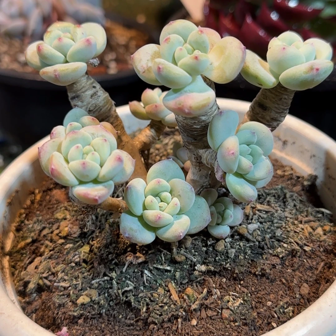 望舒一物一拍包装收缩花旱