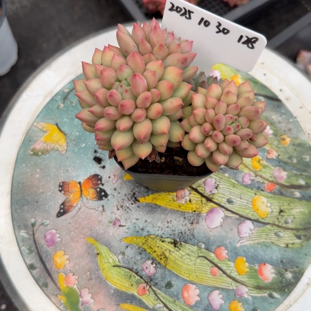 2025-10-30一物一拍128
