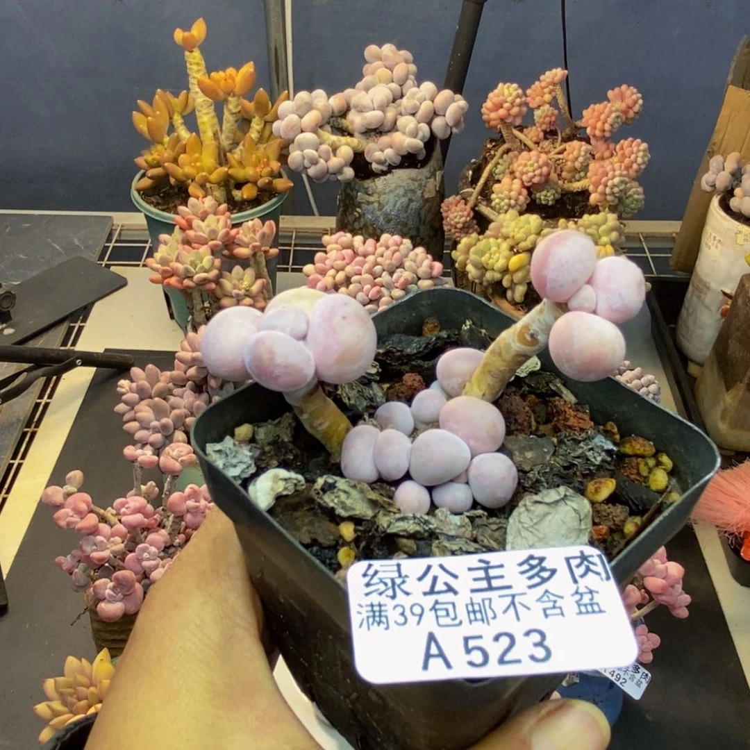 523橙奶多肉肉5cm