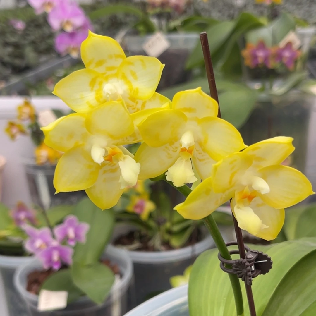 完全开放833 s7寸弥陀amm189福利 一物一拍