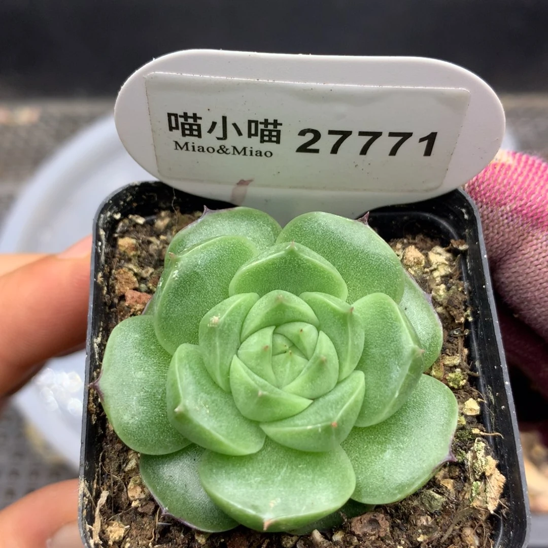 多肉植物麦秆珍妮