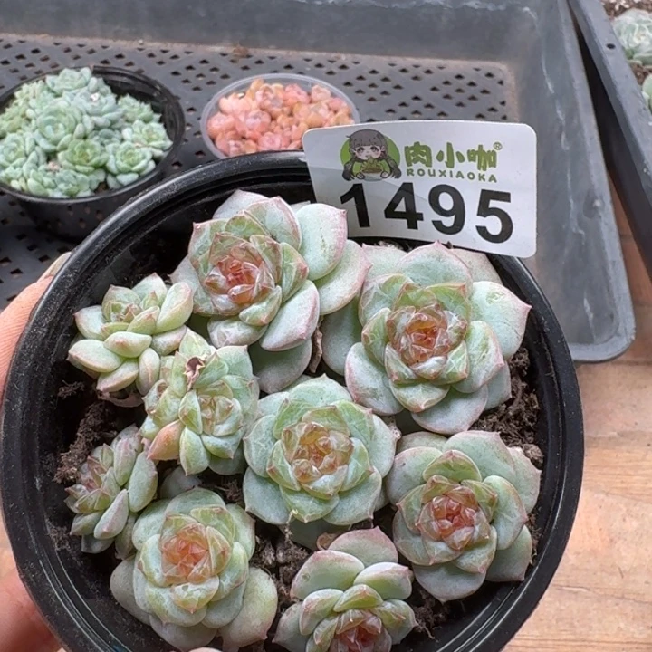 多肉植物多肉植物