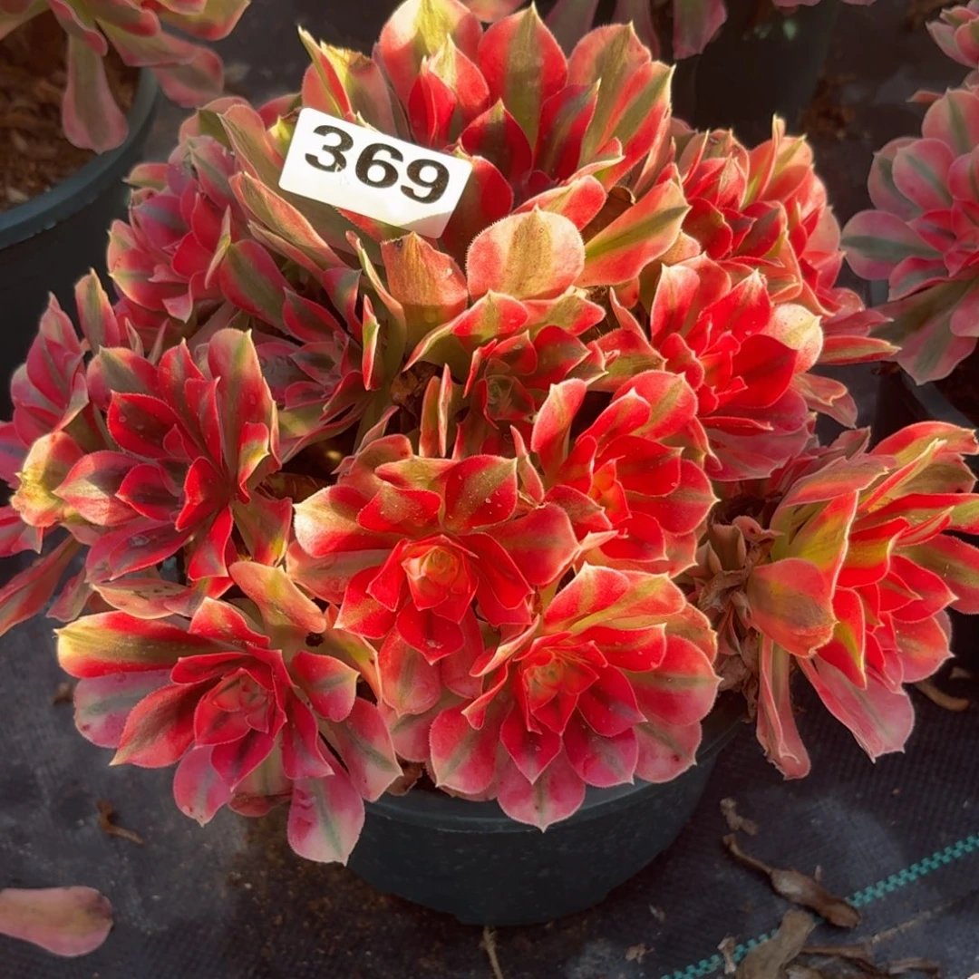 369女巫多肉植物福利