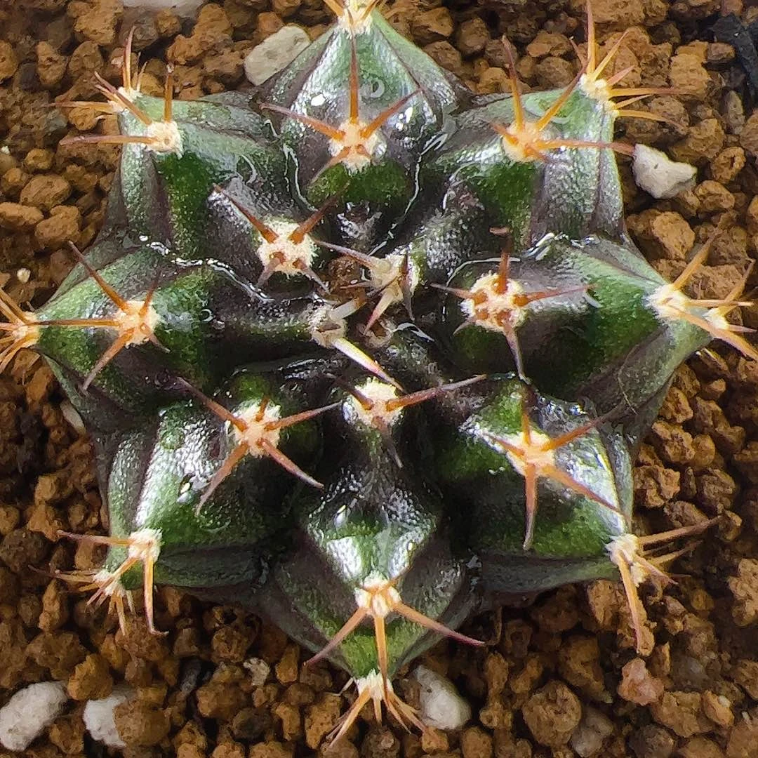 当前无花栽培后可以开花078
