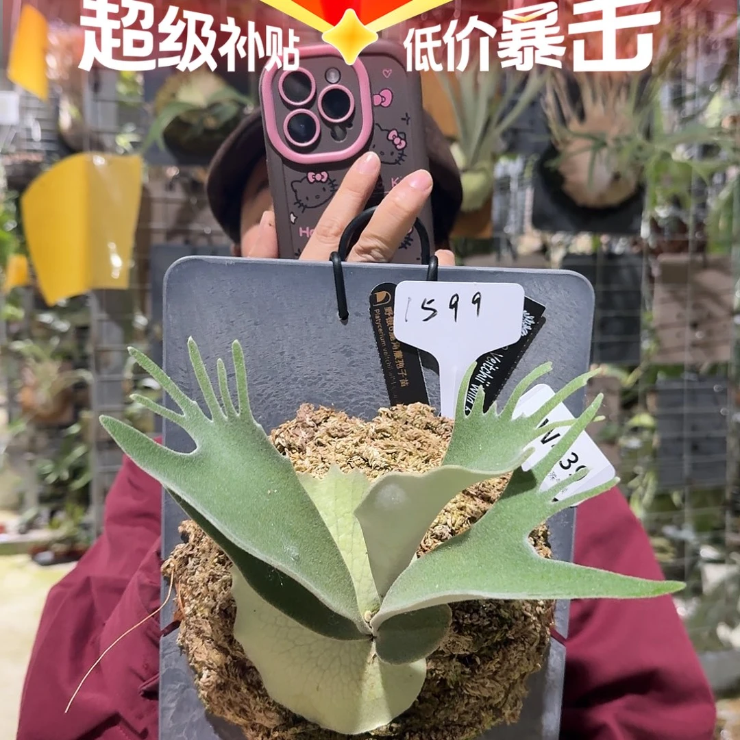不开花植物W439-密叶野银6孢子苗