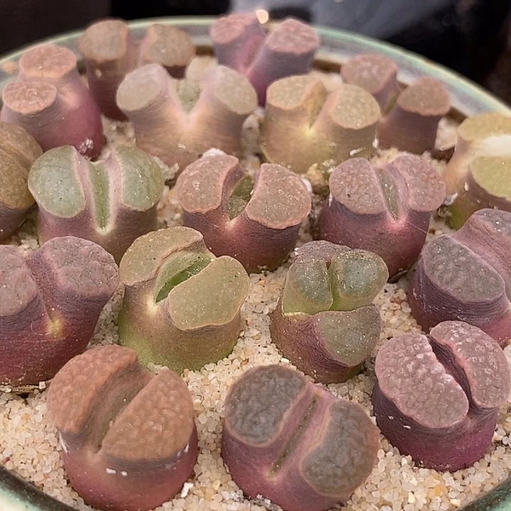 班克雪花磁铁一颗