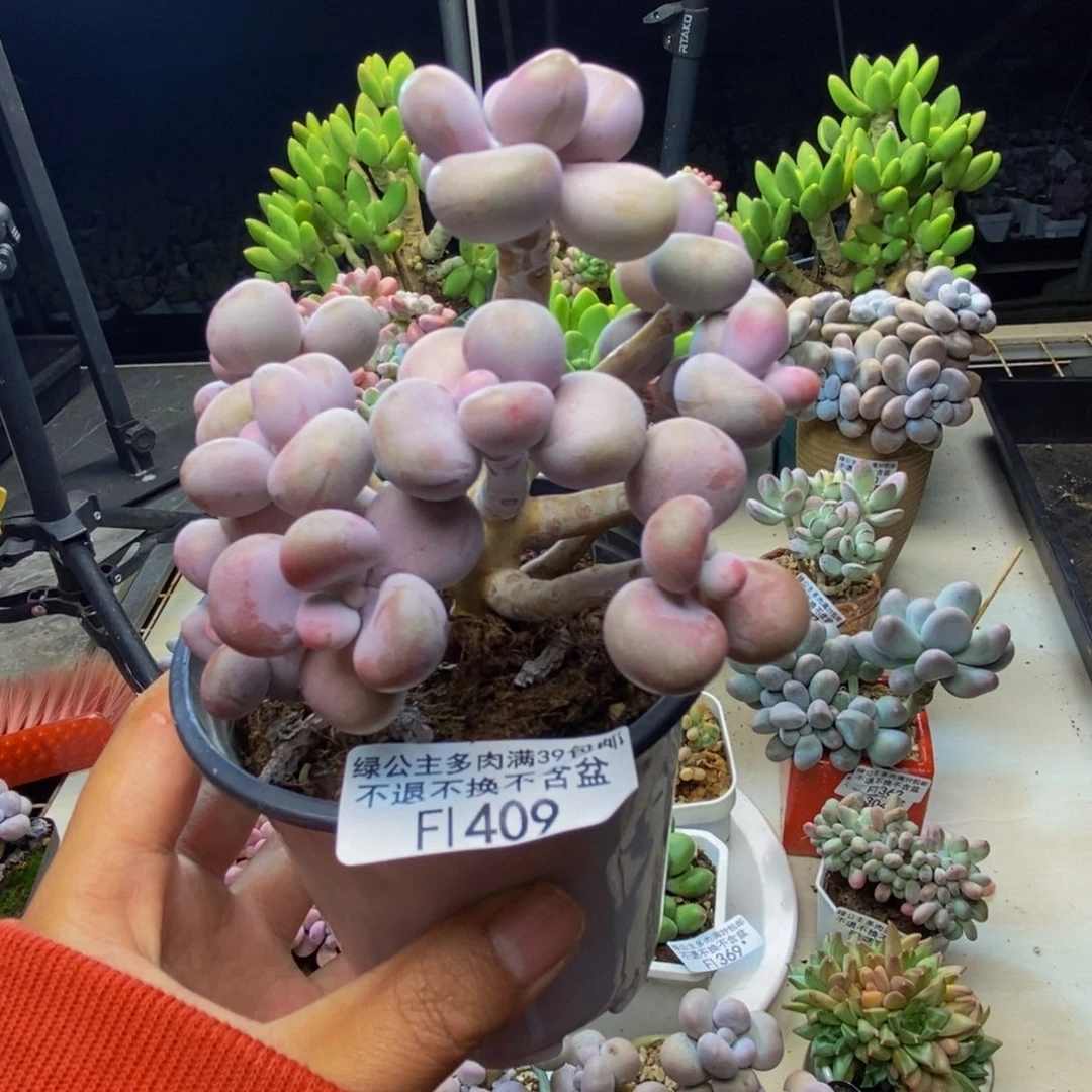 w***⁹409腰子桃蛋树多肉9cm