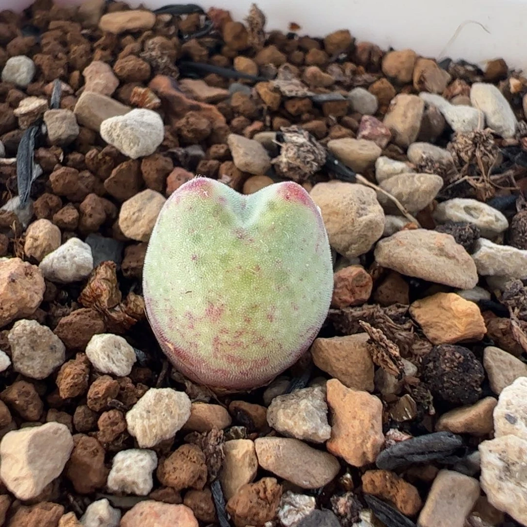 852多肉植物组合