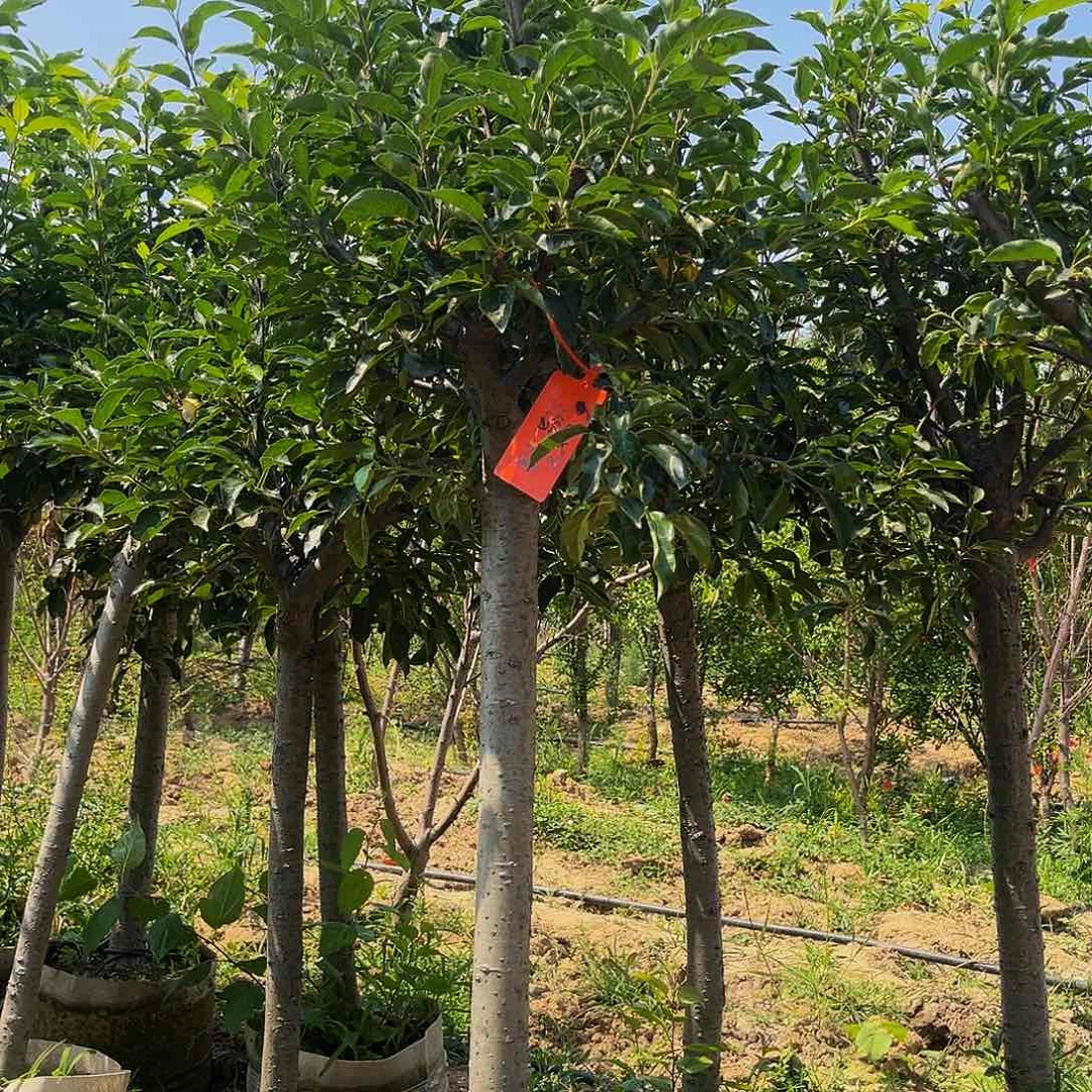 梨因果树树一棵包邮