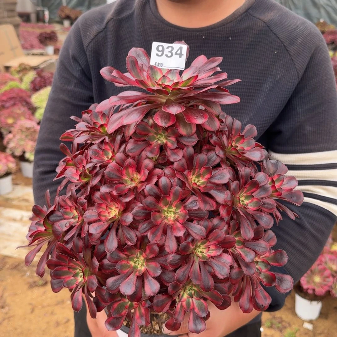 934香奈儿多肉植物