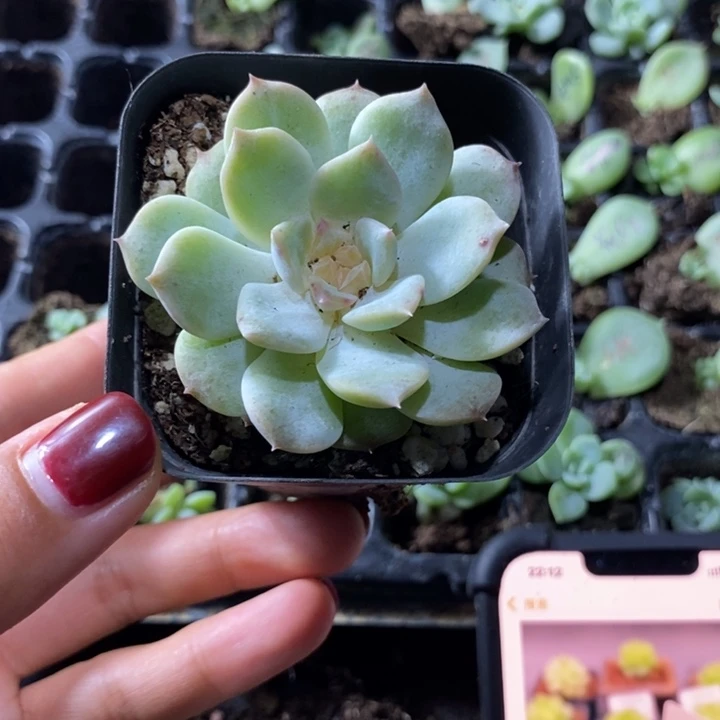 上盆冰糖水晶一个多肉