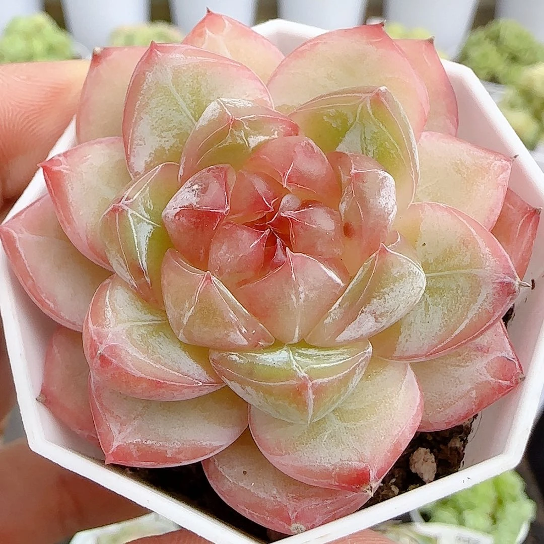 【闪购商品】0927-45钻石纹珍妮糖心