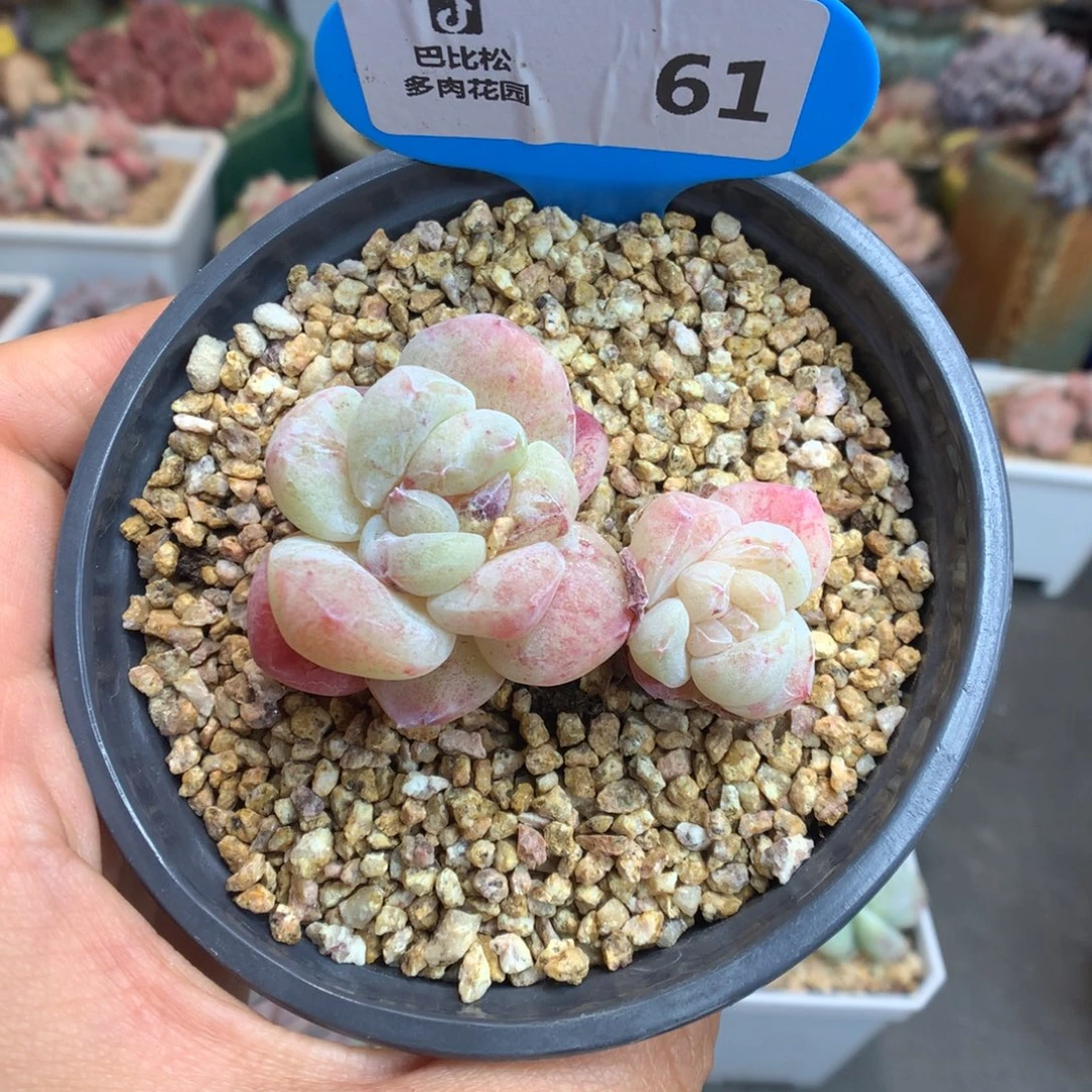 61双头冰玉石化多肉