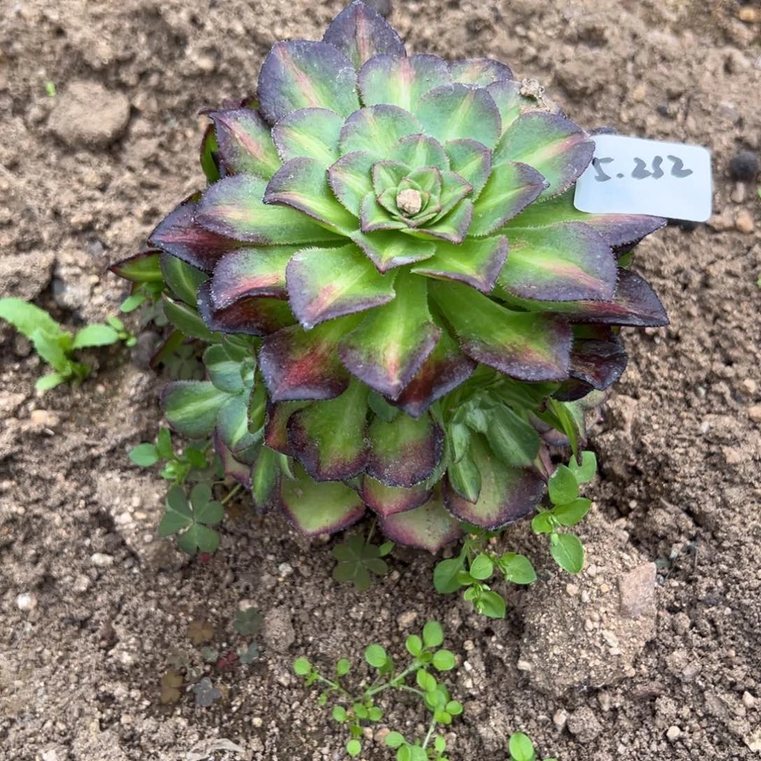 232海王七彩多肉植物