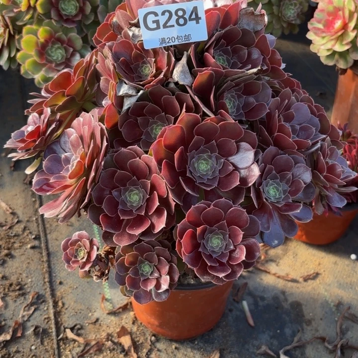 唯***美瑞妈多肉园艺284荷兰玫瑰。有断枝