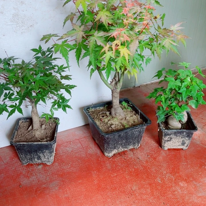 无花朵枫树黄金枫