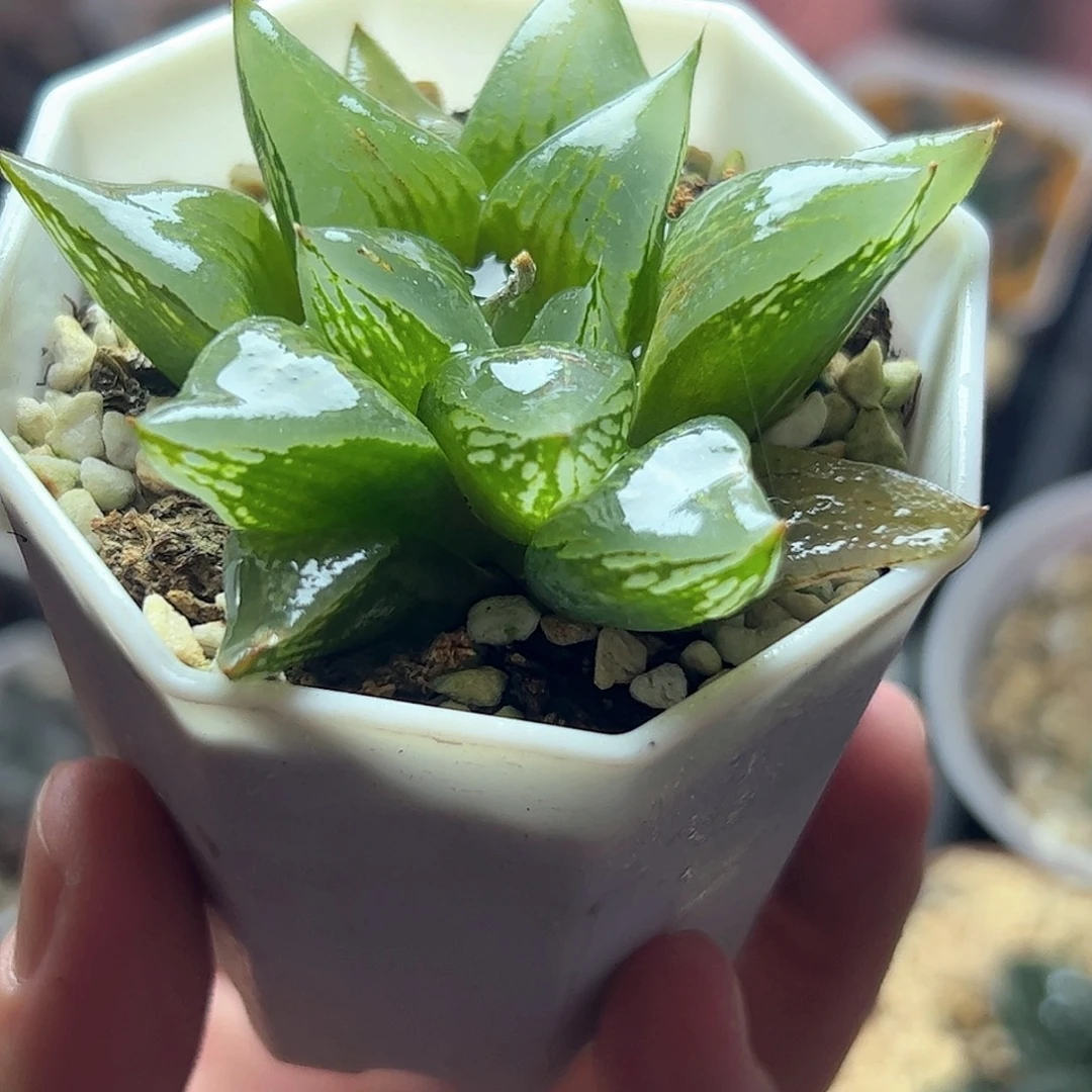 实生裹特选十二卷多肉