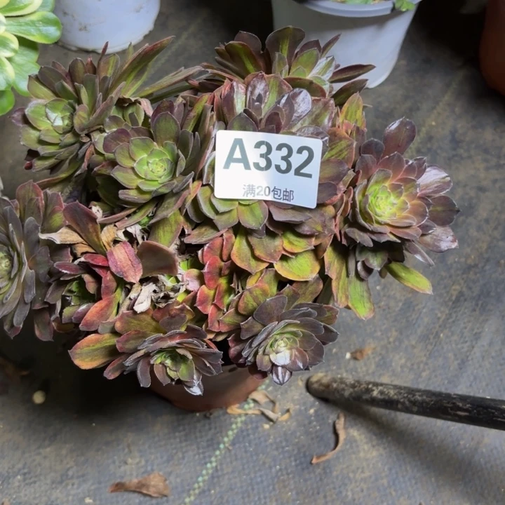 瑞妈，，。。。。332斑斓，