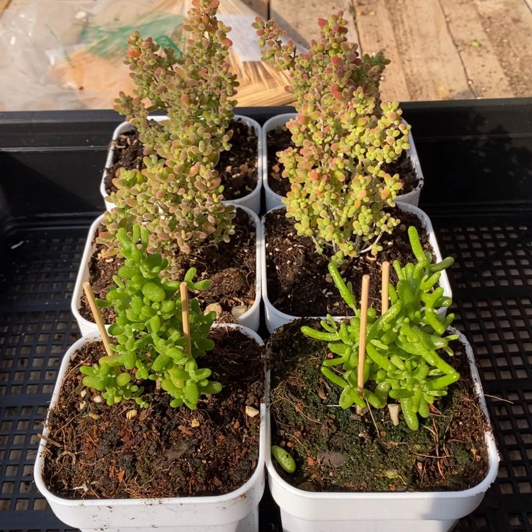 枝干番杏蜜桔糖球031