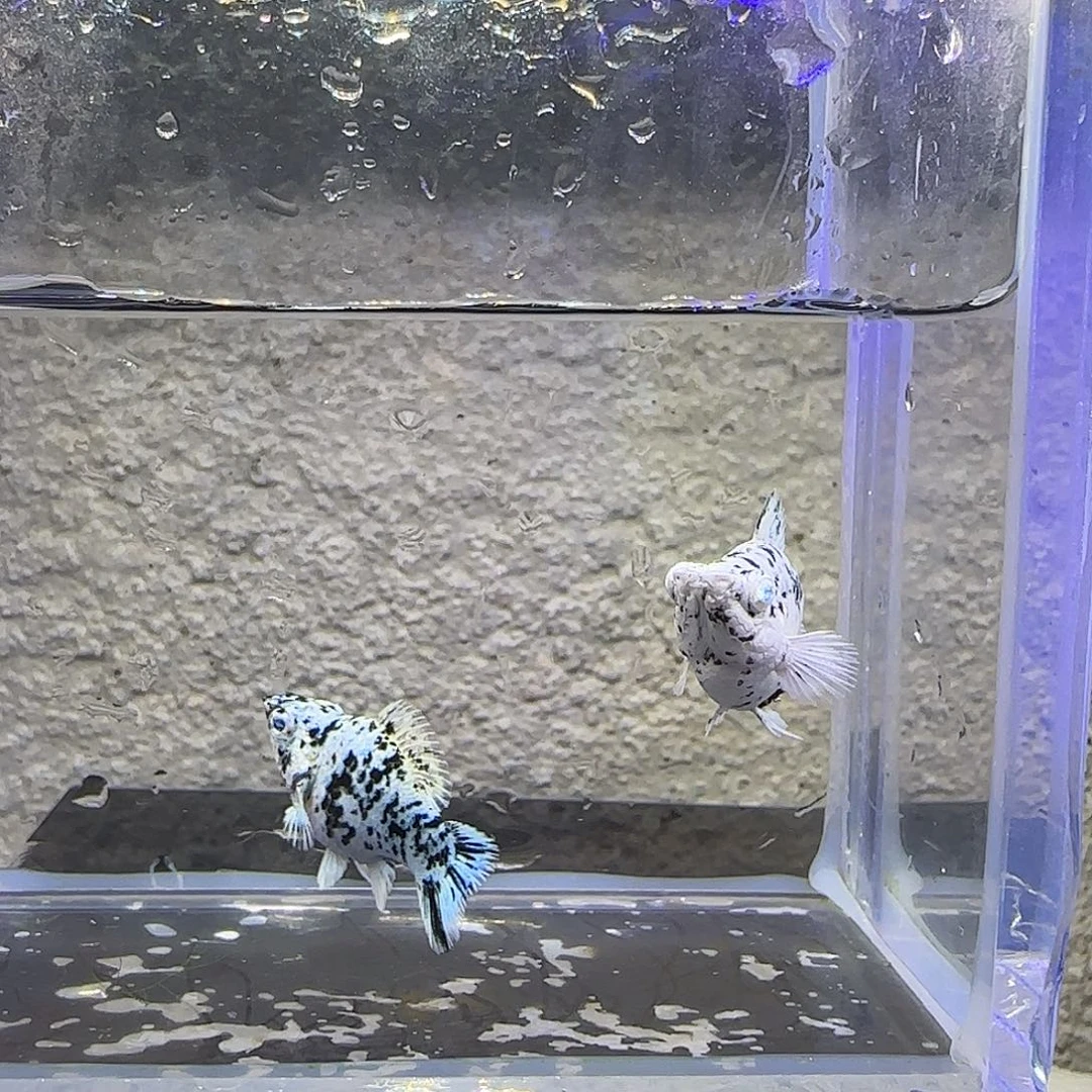 孔雀鱼奶牛玛丽圆尾
