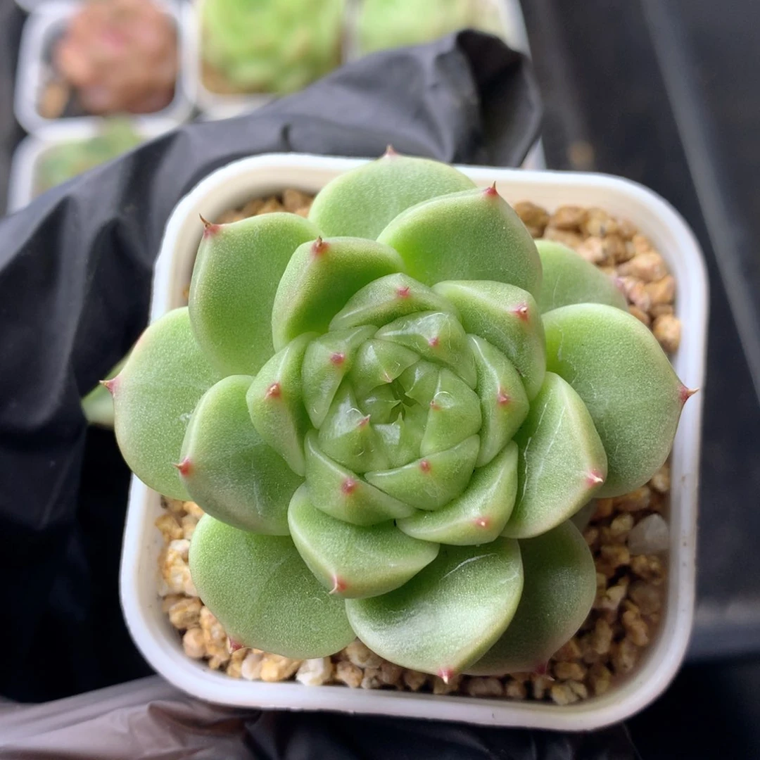 58包邮  群生不包整 29