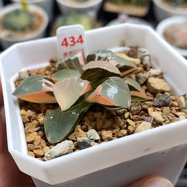 199火凤凰克锦一物一拍