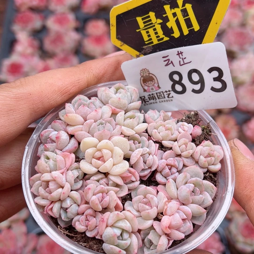 多肉植物多肉植物