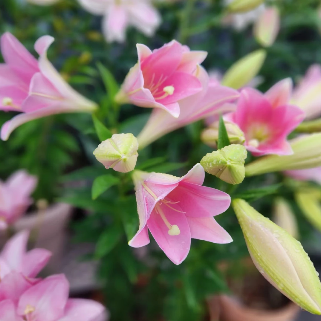【瓦雷泽粉铁炮】云南基地鲜花瓶插水养香水百合