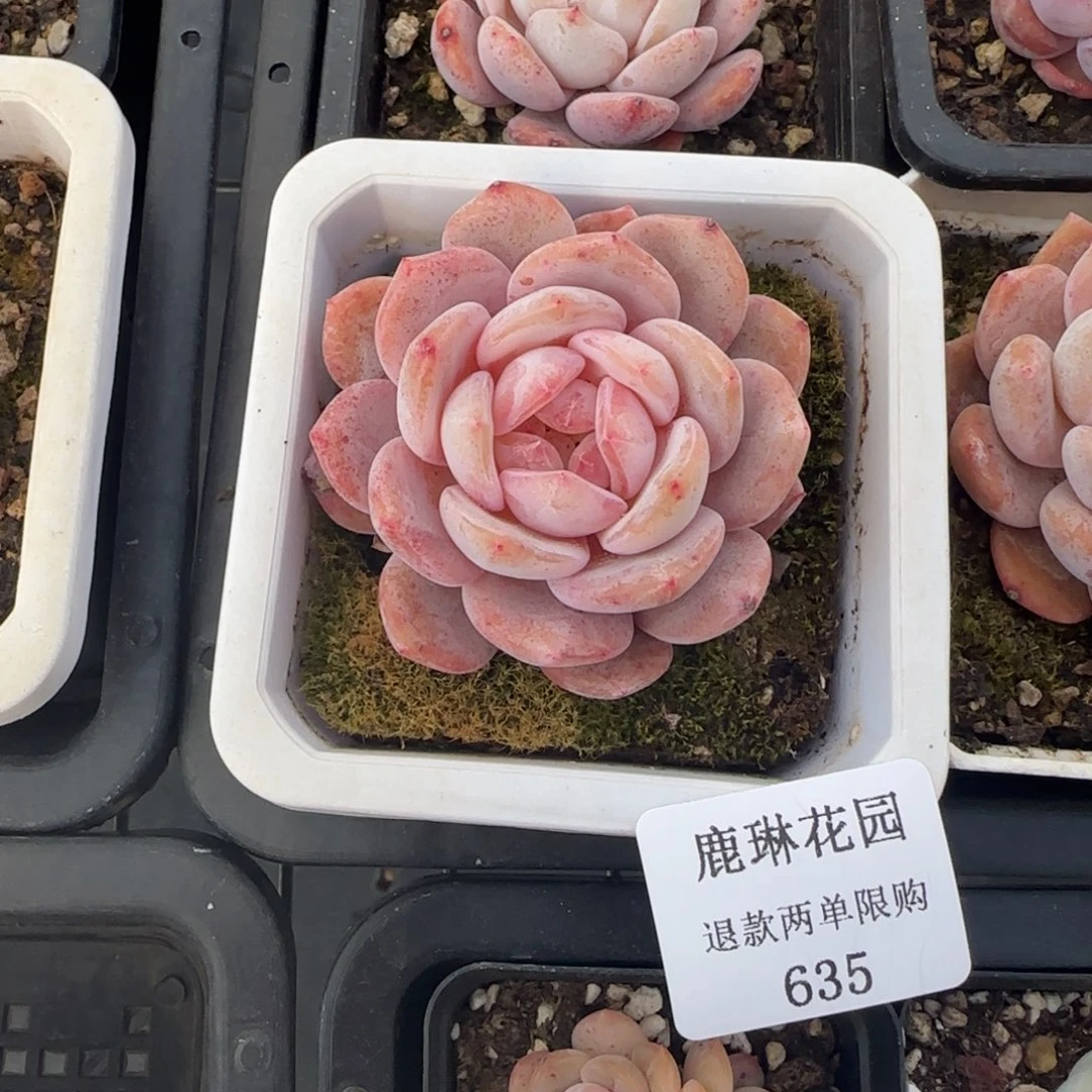 闪购精品多肉635号