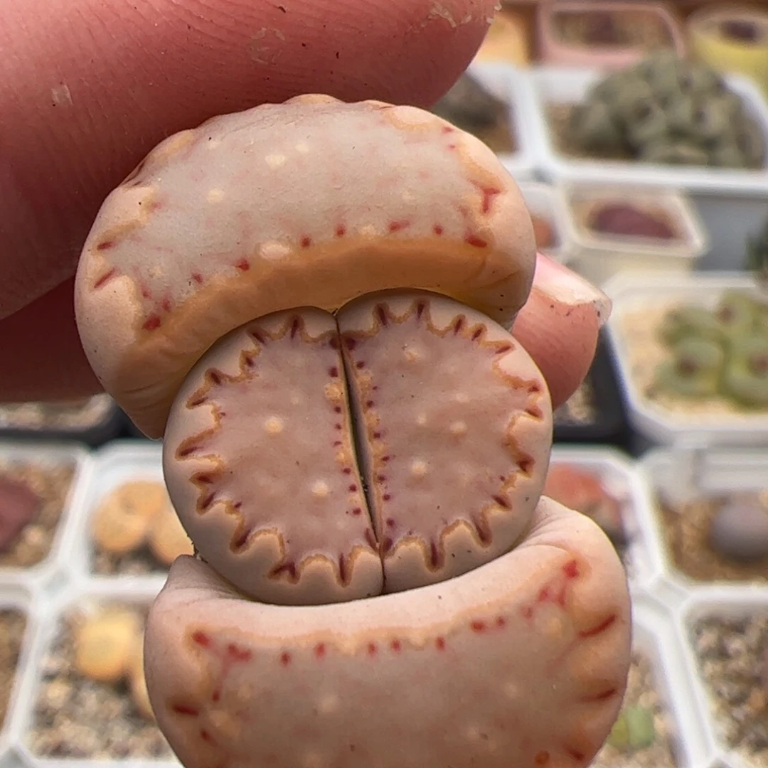 Y***o0378号饼干 多肉植物