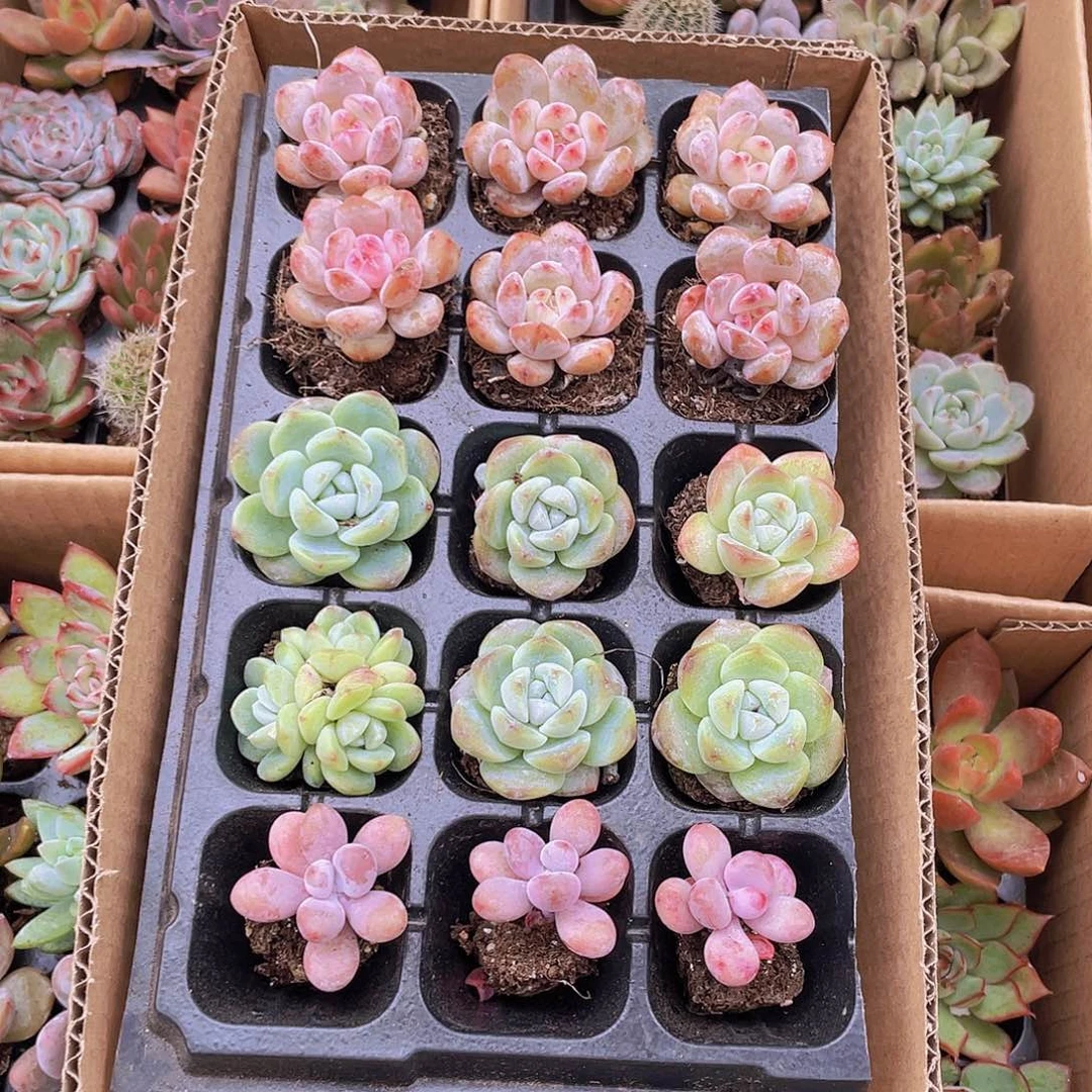 3个桃蛋+6个冰玉+6个星影橙约2-3厘米