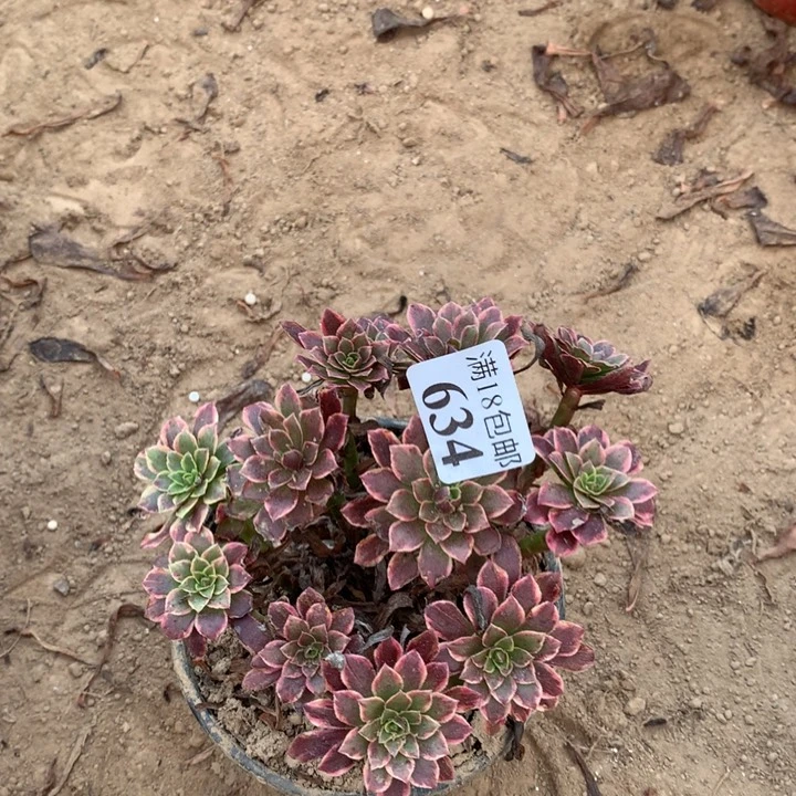 634朝霞小绣球1号