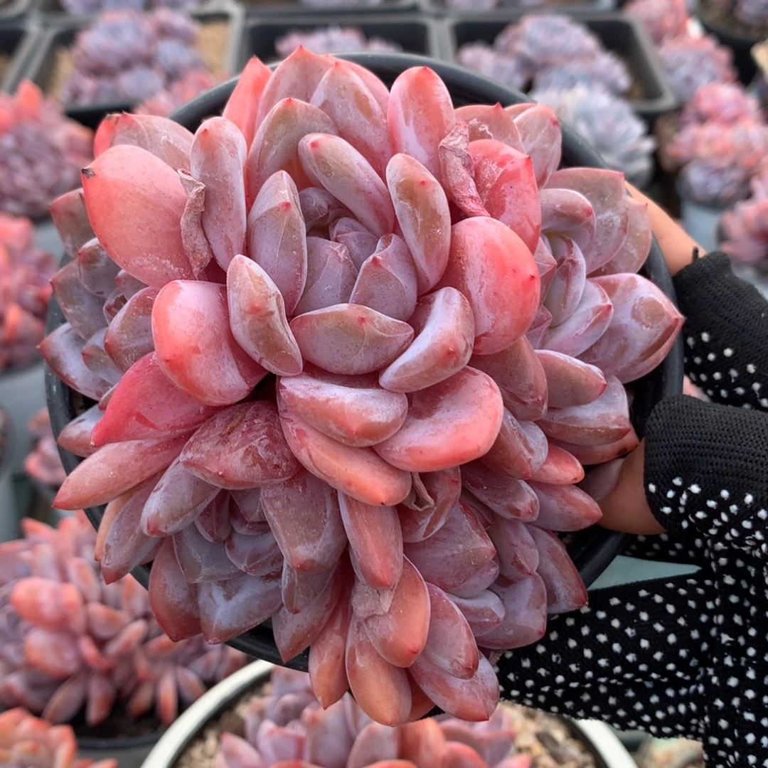 50号星影哈哈哈哈哈