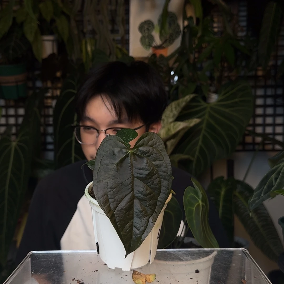 完全开放女王之心U51