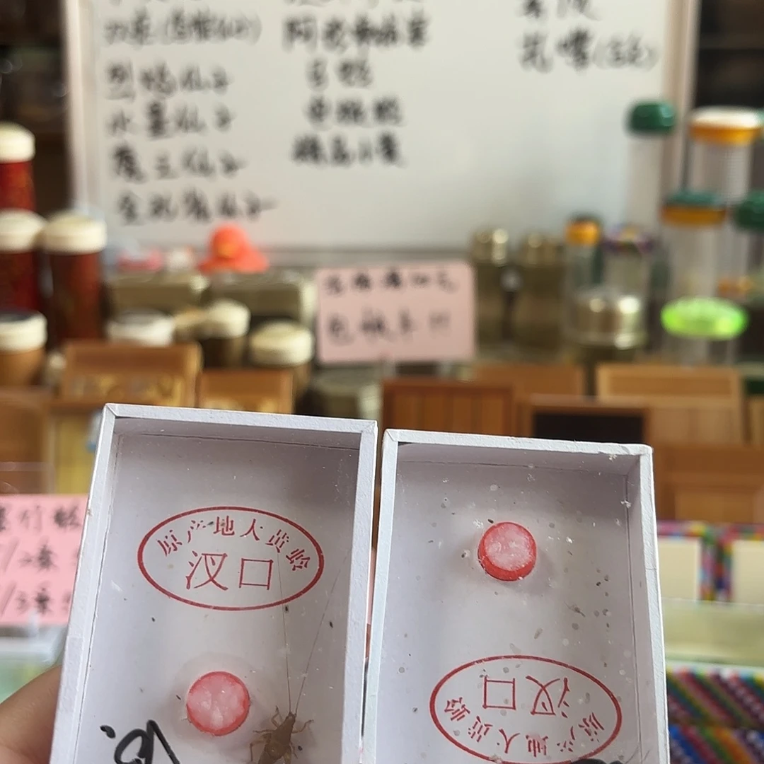 魔王 金孔雀 不包断须尾