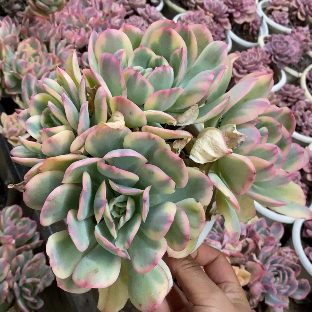 绮罗仙子锦四大头起发