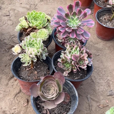 234多肉植物组合，