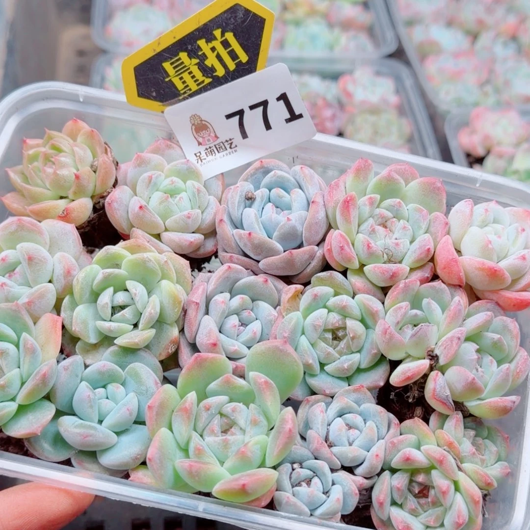 多肉植物多肉植物