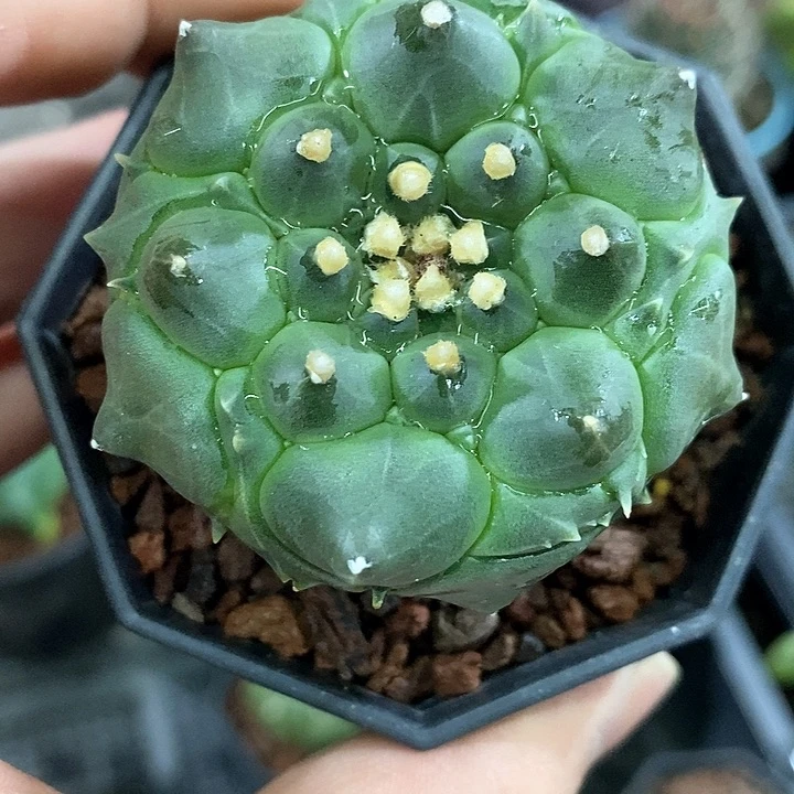 孤品实生精品大尤鬼面尖尤角尤兜5.1cm仙人球