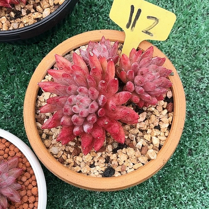 车厘子112号码牌子的话