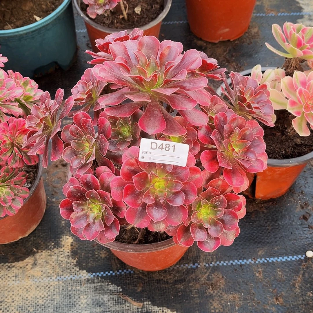 多肉植物481美杜莎