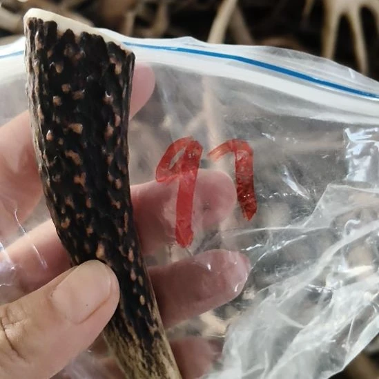 一***的鹿角鹿角鹿角鹿角鹿角鹿角