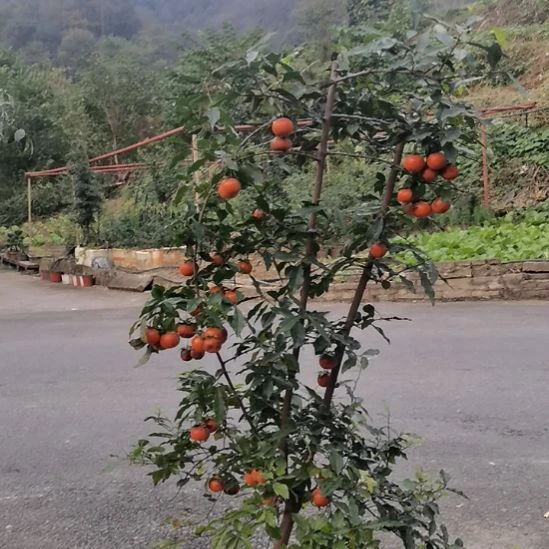 直播间专用链接，一物一拍