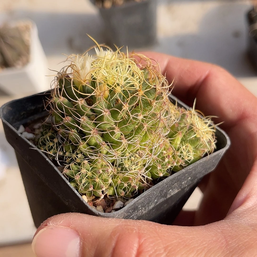 大尤琴丝一物一拍