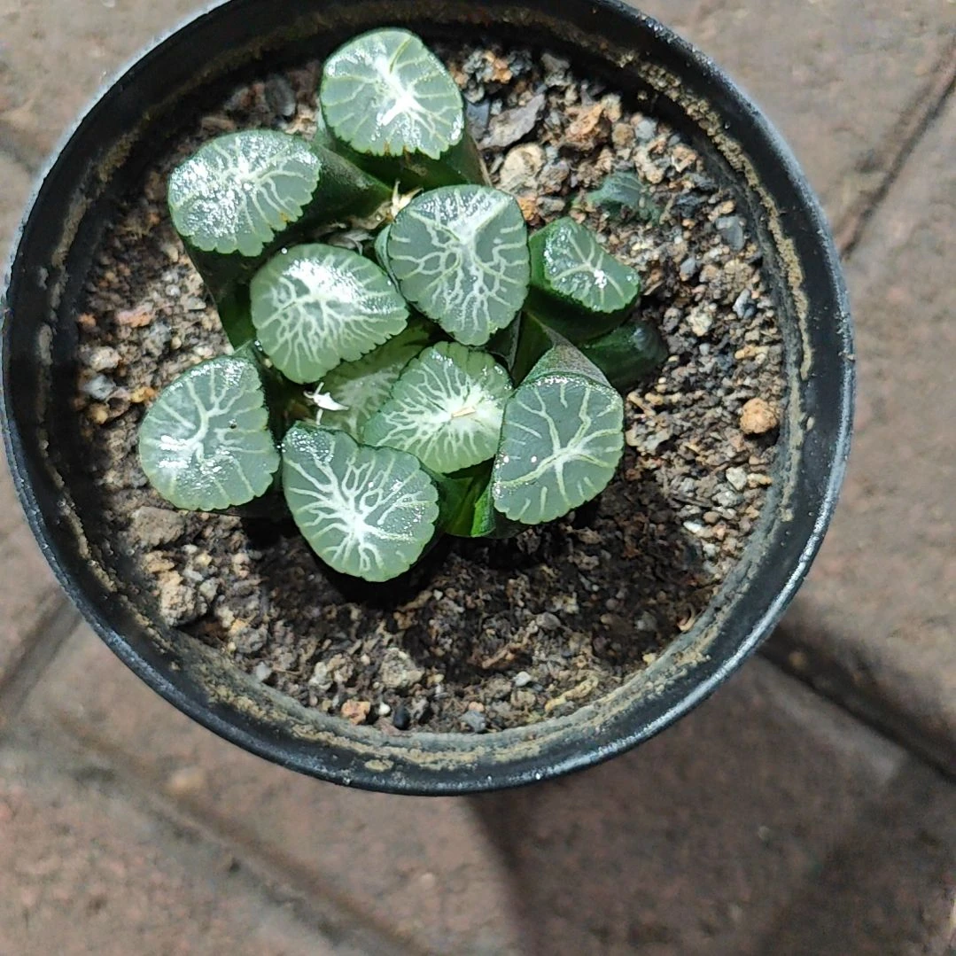 聚星一颗多肉植物原盆土