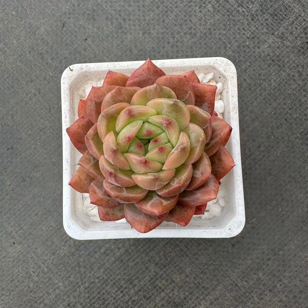 7#堕落天使优秀版多肉植物  前男友精品多肉A0461-2