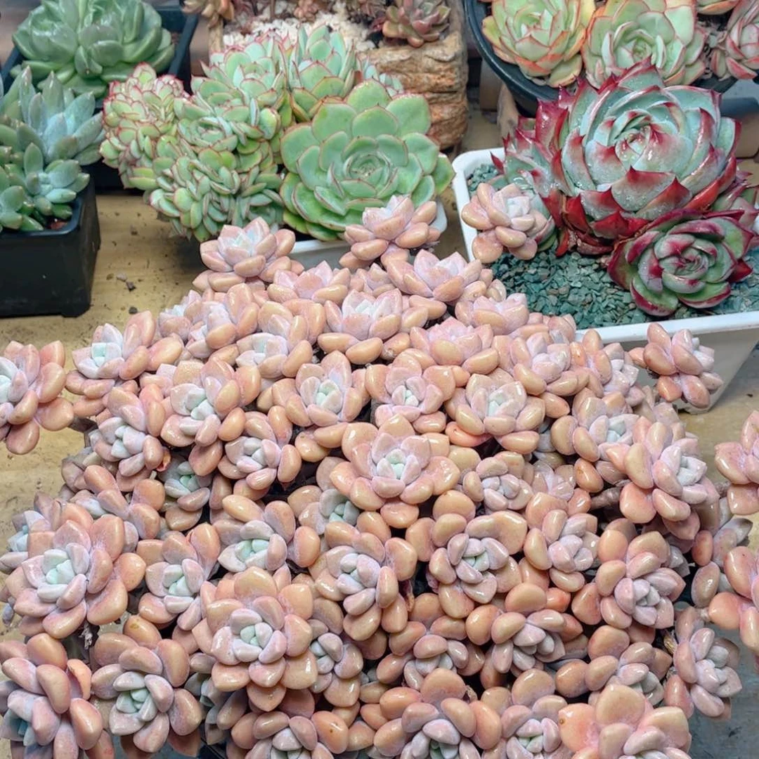 330克洛伊德华多肉