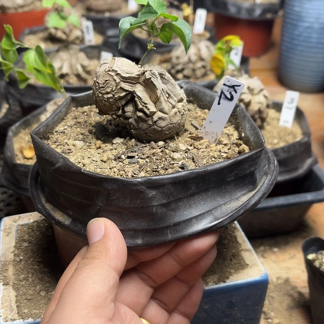 Y2南非块根龟甲龙