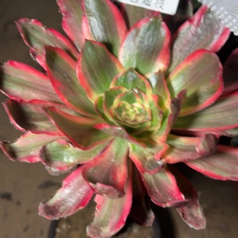 红魔女多肉植物法师6729