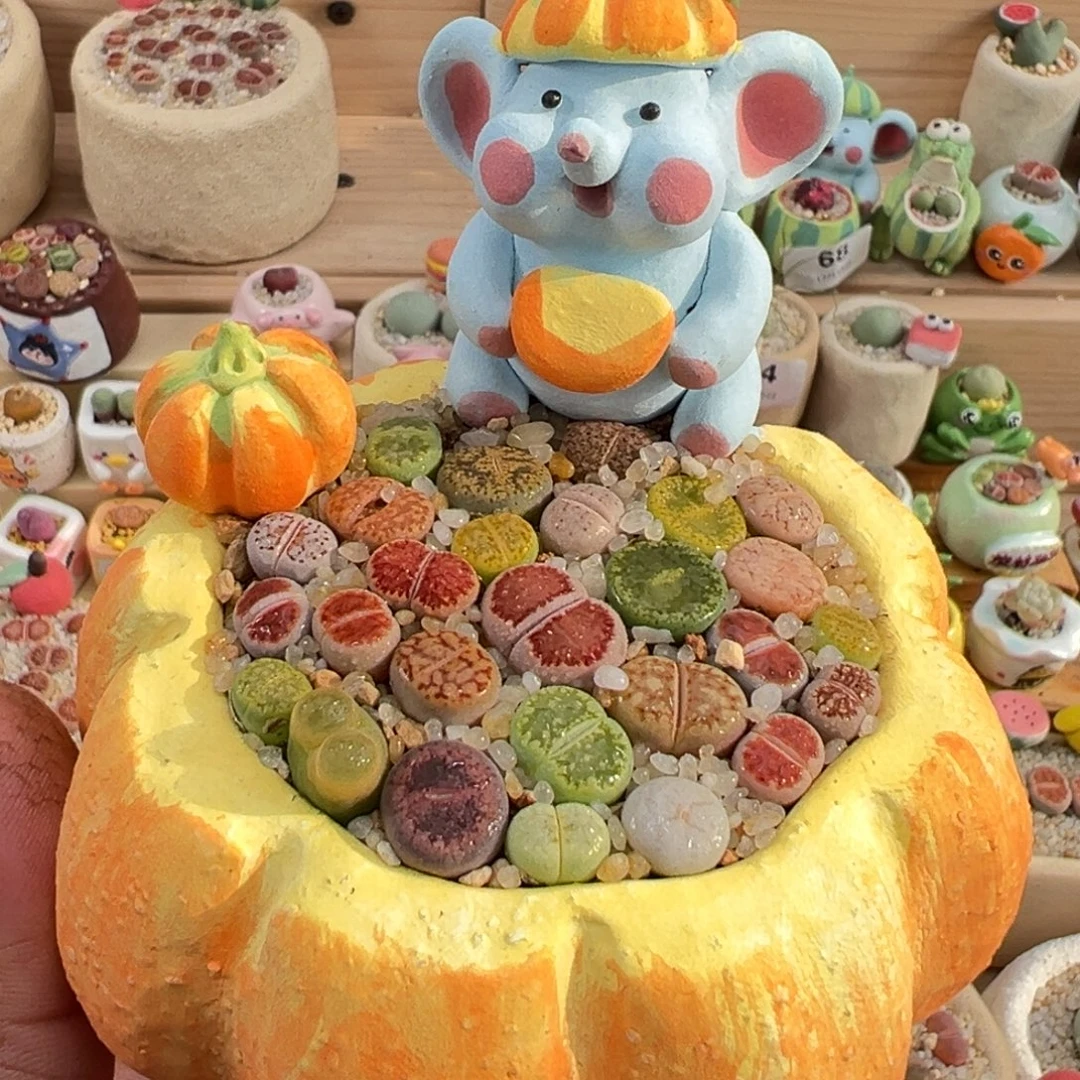 多肉植物4号彩拼带盆